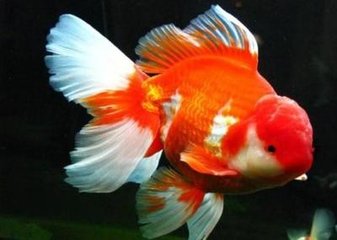 im钱包官方网站